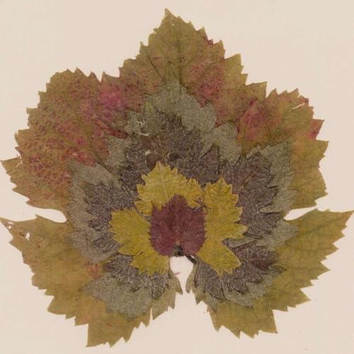 『Tidings with Hazel Kahan』のカバーアート