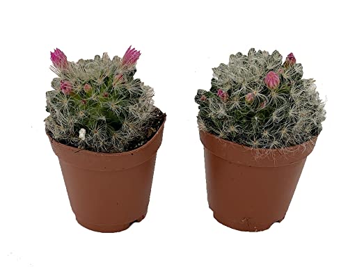 Powder Puff Pincushion Cactus - Mammillaria bacosana - 2 Pack