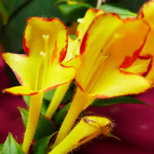 Lipstick Plant Care Indoors 13 Care Tips The Ultimate Guide