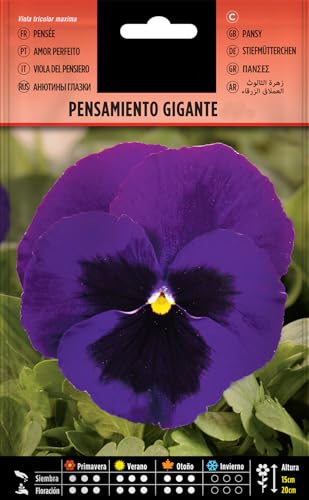 Semillas Pensamiento Grande |DECOALIVE | Sobre de Semillas de Flor Viola