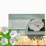 Outsidepride Pearly Gates Morning Glory Seeds - 250 pcs Annual Ipomoea Tricolor Climbing Vine Flower Seeds for Planting for Fences & Garden Decor, Heat Tolerant & Easy to Grow (AAS Winner)