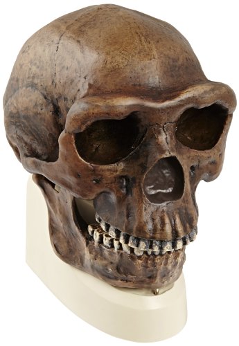 3B Scientific VP750/1 Sinanthropus Anthropological Skull Model, 8.3" x 5.7" x 8.5"