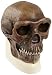 3B Scientific VP750/1 Sinanthropus Anthropological Skull Model, 8.3