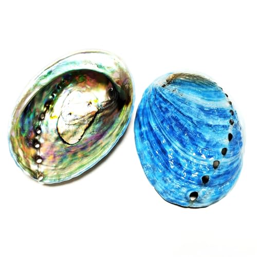 FOSANGNANTU Shells for Crafts,2Pcs 7-8cm Blue Abalone Seashell Natural Paua Shell Haliotis Iris Aquarium Landscape Seashells for Nautical Decor Jewelry Holder
