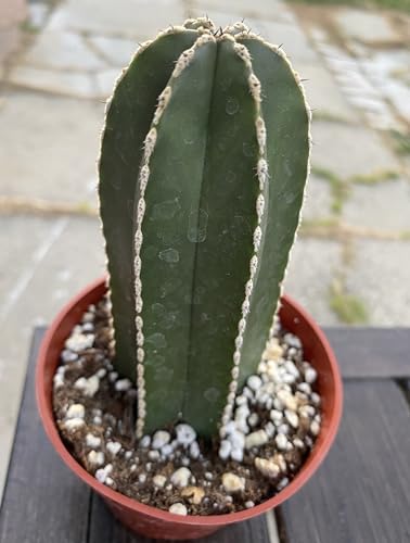 Live Mexican Fence Post Cactus (Pachycereus Marginatus), 4 Inch Pot,