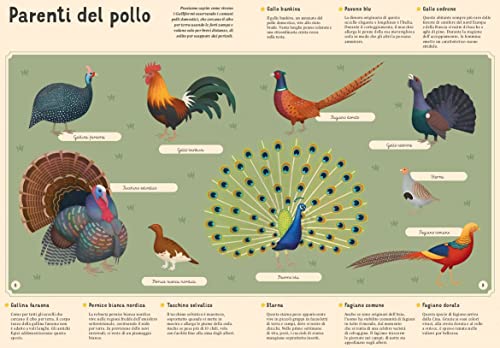 Enciclopedia Degli Uccelli Per Piccoli Lettori. Nuova Ediz. - 2