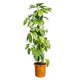 Bonplants Schefflera Amate, Pianta XL Decorativa (Vaso 30, h 180 cm)