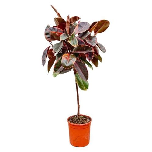 Ficus Elastica Belize sul manico - 130 cm - ø24