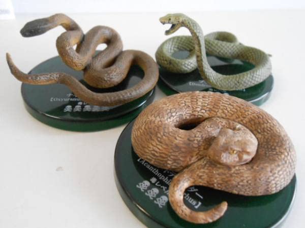 Amazon.co.jp: ♯Jpi19FT不思議生物大百科毒牙の暗殺者毒ヘビ  
