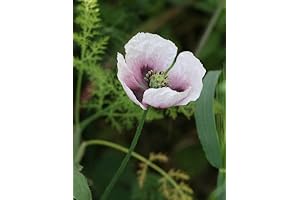 350 Tasmanian Purple & White Poppy Seeds