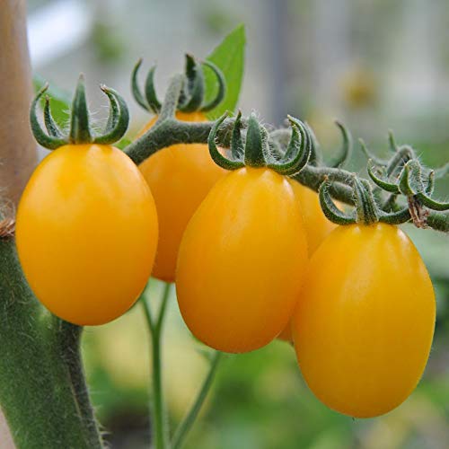 Golden Hills Farm Rare Yellow Cherry Tomato Heirloom Ornamental Tomato 40-54 seeds (B09HRRCDLV) Amazon Price History, Amazon Price Tracker