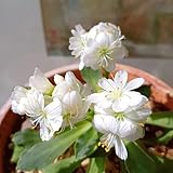 porzellanröschen lewisiasamen - stauden winterhart mehrjährig steingartenpflanzen 120samen