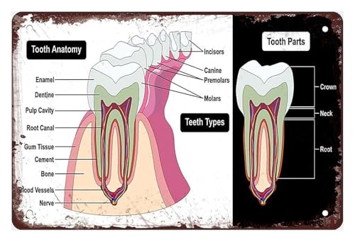 Generic Anatomy Metal Tin Sign Tooth Chart Reference Guide for Office Clinic Consultation Room Wall-Art 8 X 12 inch Generic