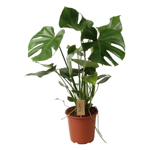Monstera deliciosa - 50-60cm - Ø21cm - Pianta d'appartamento -