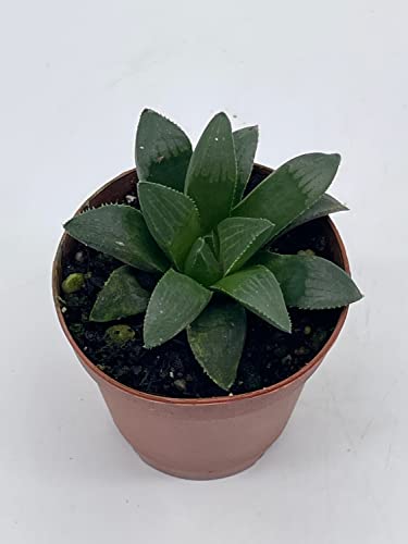 African Emeralds, Rare Haworthia Retusa, In 2 Inch Pot Super Cute Great Plant Gift, Collector's Succulent, Live Potted Rooted And Wrapped #TOP2