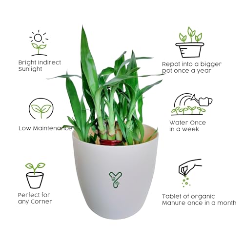 Image of Lucky Bamboo Live Indoor Plant combo | Low Maintenance Feng Shui & Vastu Good Luck Plant for Home and Office Decor (Round Pot)