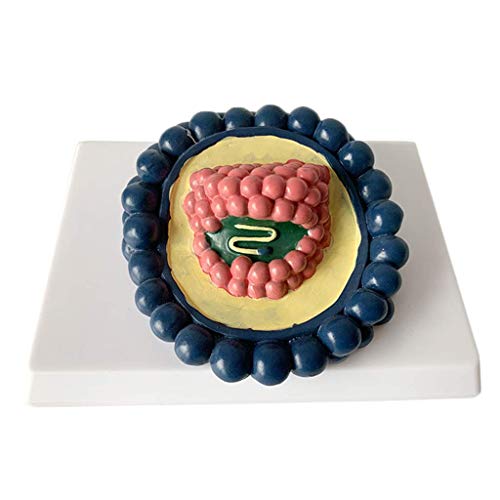 ZYQ Modelo de coronavirus Estructura de amplificacion de Virus Anatomia Microorganismo