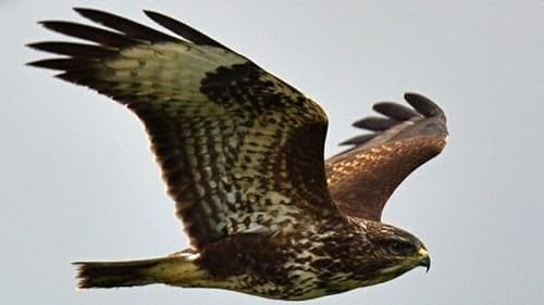 E-mails From Listeners