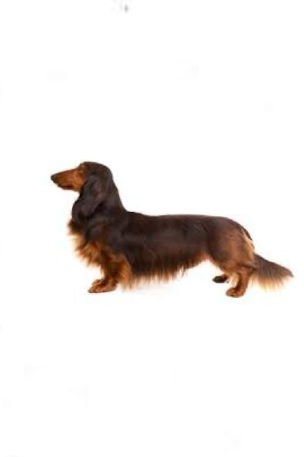'Sausage Dog' A5 Ruled Notebooks / Notepads