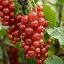 2 red currant