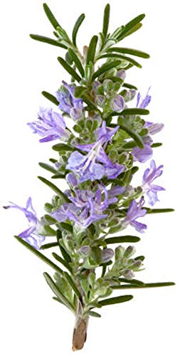 Rosemary Organic Essential Oil (Rosmarinus Officinalis) 100% Pure and Natural - 1OZ-30ML