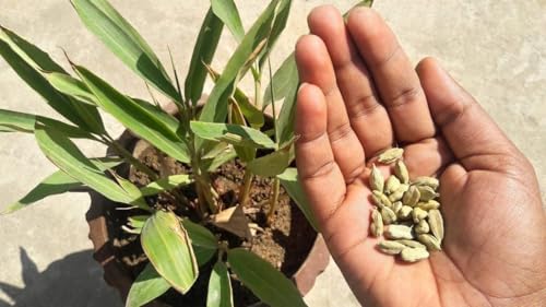 Image of Elaichi Cardamom Plant Live | Aromatic Herbal Spice Plant for Balcony, Terrace & Home Garden | Easy Grow Evergreen Plant (PACK OF 2) NOT IN A POT