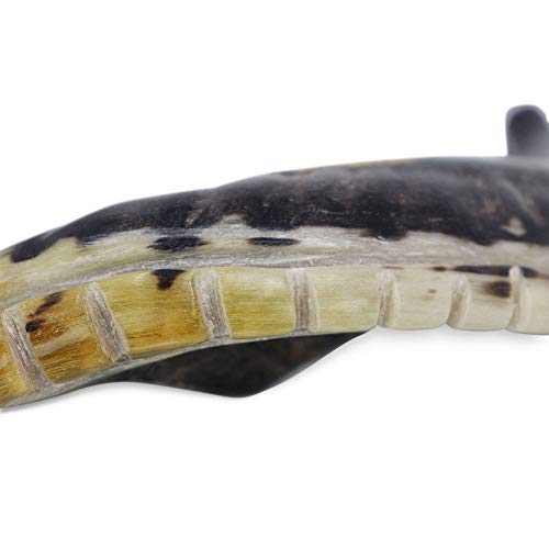 Kosher Shofar 9"-11" Half Polished Natural Israel New #TOP5