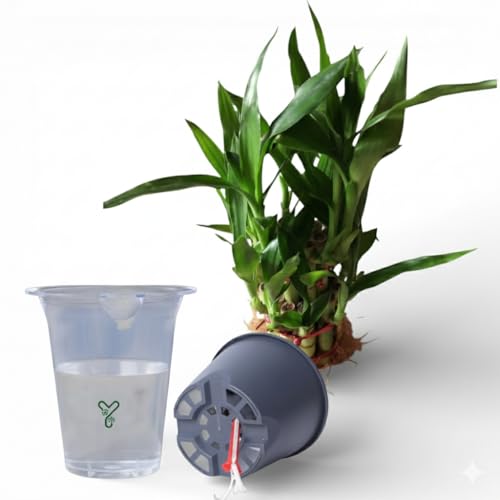 Image of Lucky Bamboo Live Indoor Plant in Premium Acrylic Vase | Low Maintenance Feng Shui & Vastu Good Luck Plant for Home and Office Decor (Transparent Pot)