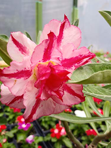 New!! 50 Fresh Desert Rose Seeds Mixed Colors Adenium Desert Rose 50 Pack Single And Multi Colored Flowers Fresh Seeds #TOP5