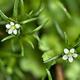 sagina subulata graines Puede estar en muchos lugares, ya sea como balcón, como jardín al aire libre o como decoración interior, todo depende de su elección.