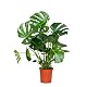 Bloomique Monstera Deliciosa