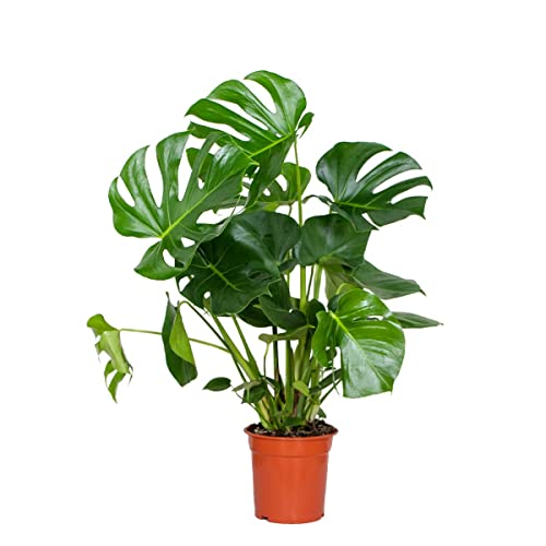 Monstera Deliciosa - Plante d'intérieur