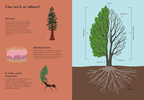 Arborama. Scopri E Osserva Il Favoloso Mondo Degli Alberi. Ediz. A Colori - 3