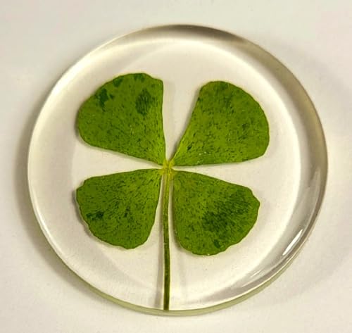 Image of 33mm Real Four Leaf Clover Shamrock in Round Crystal Clear Lucite Resin Token Specimen St.Patrick's Day inchLucky Leaf inch Coin Gift Crafts Collection for Botany Science Education & Desk Ornament Display