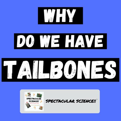 Why We Still Have Tailbones