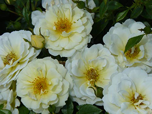 GreenBrokers VEICHENBLAU CLIMBING ROSE 3.5 LITRE, Purple Blue