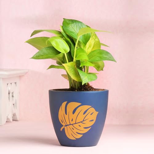 Image of FlowerAura Live Money Plant In Blue Terracotta (Mitti) Pot For Gifting, Living Room, Balcony, Table Decor, Office & Home Decor | Air-Purifying Indoor Greenery (Same Day Delivery)