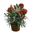 MUNTRADE Clavel Carnelia Planta Natural de Exterior - Maceta de 12 cm - Claveles Rojos en macetas para Jardín