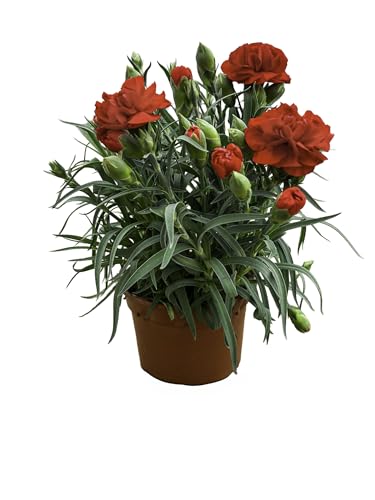 MUNTRADE Clavel Carnelia Planta Natural de Exterior - Maceta de 12 cm - Claveles Rojos en macetas para Jardín