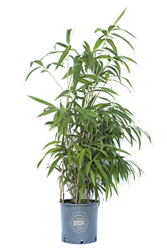 Vannucci Piante - Bambusa metake in vaso, Pianta vera fino a 4-5m di altezza