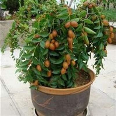 5 pcs/lot Taiwan Big Jujube Outdoor Sweet Fruit Succulent Plant Tree Bonsai Pot Plant SeedsDIY Home Garden Easy to Grow : 6