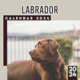 labrador 6 months puppy  Labrador 2024-2025 Calendar: Animals Calendar 2024-2025 From January 2024 to December 2024, Bonus 6 Months 2025 Thick Sturdy Paper Giftable 2024 Calendar Perfect Birthday Gifts