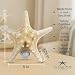 Nautical Crush Trading Real Starfish Night Light – Beach Night Light with Knobby Starfish – Shell Light for Bathroom – Sea Shell Lamp – Seashell Lamp Plug Into Wall