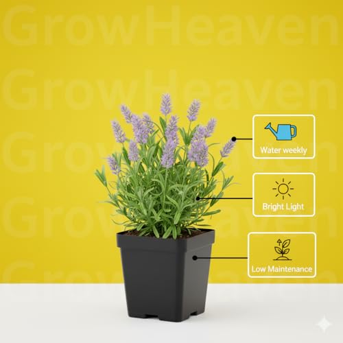 Image of Rare & Beautiful Lavender Live Plant for Home Gardening | Healthy Aromatic Flowering Plant for Indoor Outdoor Balcony & Rooftop (Pack of 1)