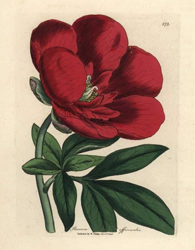 Affiches d'Art Crimson Paeonia Officinalis : sublimez facilement un mur vide