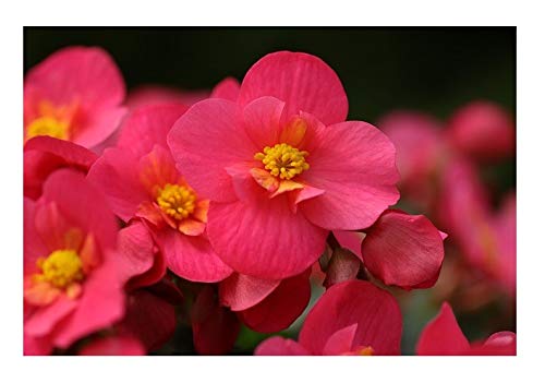 Stk - 100x Begonie gemischt Schiefblatt Strauch Garten Pflanzen - Samen  KS13 - Seeds & Plants Shop by Ipsa : Amazon.de: Garten