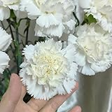 Nelkensamen blumenwiese herbstaussaat mehrjährig bonsai topf schnittblumen blumendeko gartendeko...