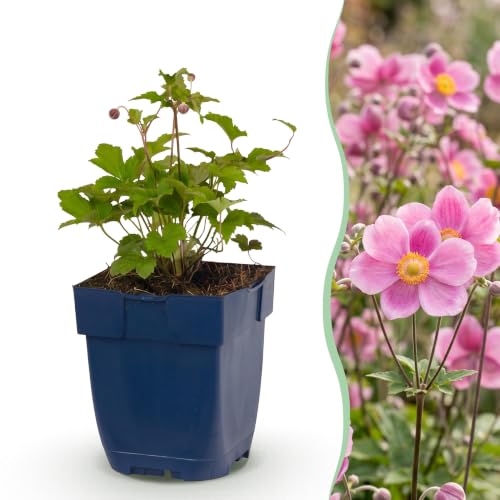 Anemone hup. Splendens – Herbst-Anemone – Schatten...