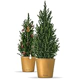 Bloomify® Zwergfichte 'Fridolin' | 90-120 cm großer winterharter mini Weihnachtsbaum | echte Zuckerhutfichte für Drinnen und Draußen | Pflanze für Topf und Garten | Konifere mit herrlichem Duft