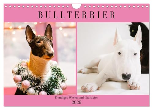Bullterrier. Freudiges Wesen und Charakter (Wandkalender 2026 DIN A4 quer), CALVENDO Monatskalender: Ein eleganter und selbstbewusster Hund, den nichts aus der Ruhe bringt! (CALVENDO Tiere)